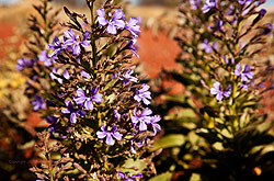 Wildflowers and Spinifex